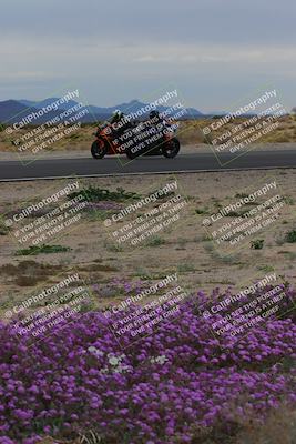 media/Jan-14-2023-SoCal Trackdays (Sat) [[497694156f]]/Turn 14 Exit Bloomig (145pm)/